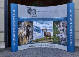 Wild Sheep Society Backdrop